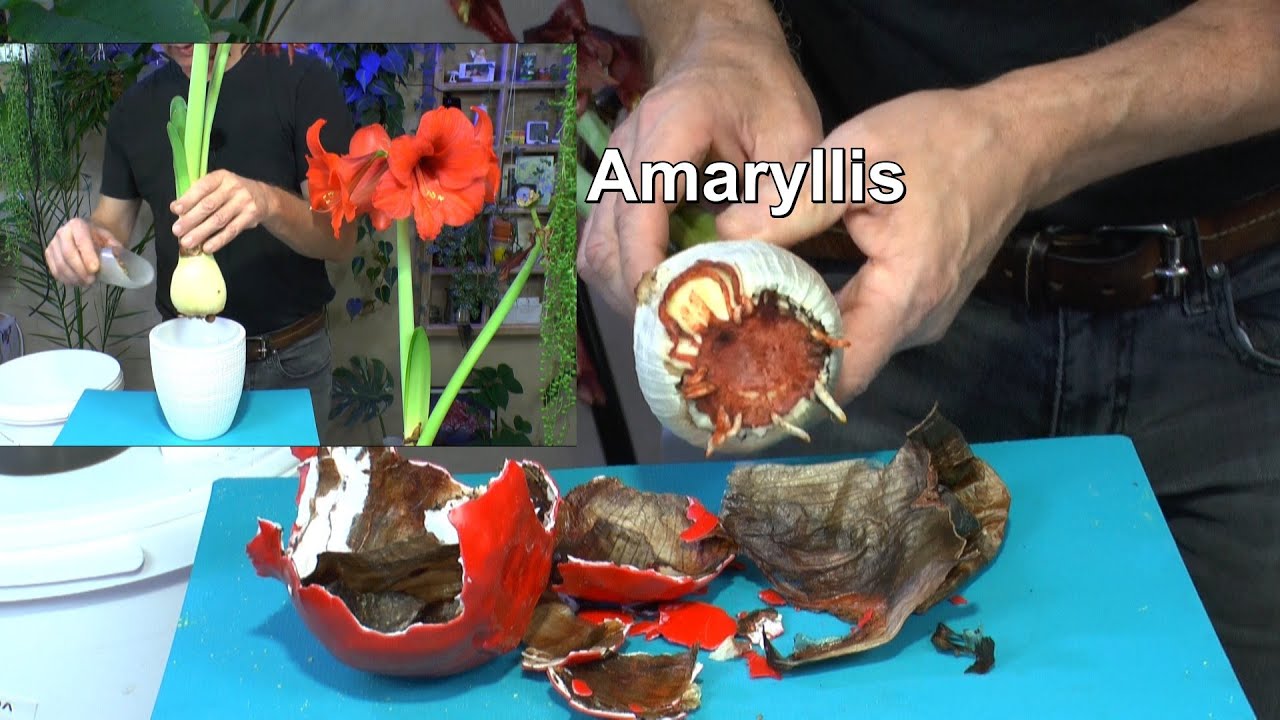 Amaryllis einpflanzen und aus dem Wachs holen. Samen gewinnen und einpflanzen mit Dschungel Tour