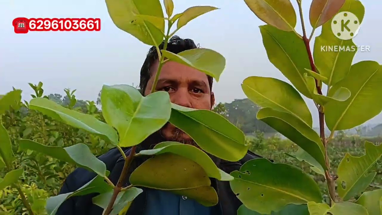 रियल वैरायटी हल्दी प्लांट मिलेगा न्यू सुहाना नर्सरी पर ओरिजिनल वैरायटी बहुत कम रेट से मिलेगा 