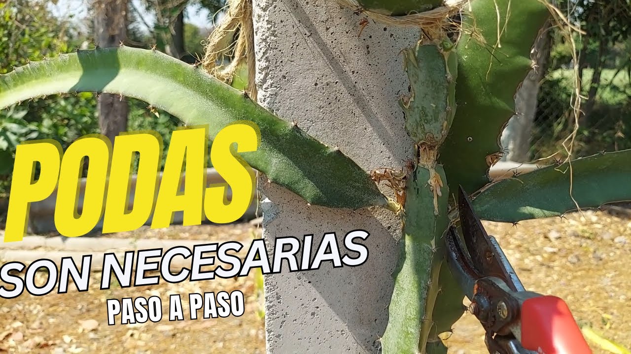 porque podar mi pitahaya ? es necesaria la poda en pitahaya?