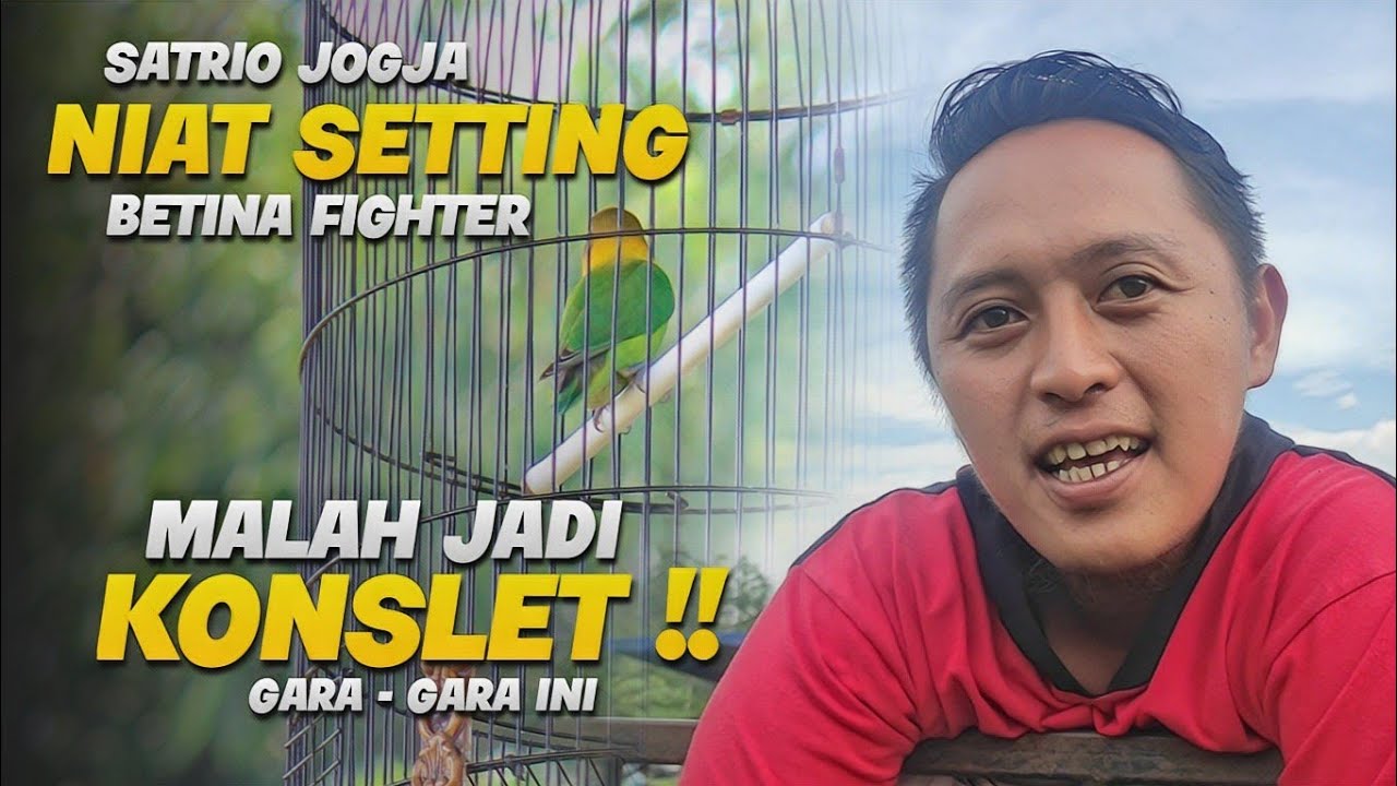 FAKTA !! GARA - GARA INI LOVEBIRD BETINA SATRIO JOGJA JADI KONSLET -Piala panglima jendral soedirman