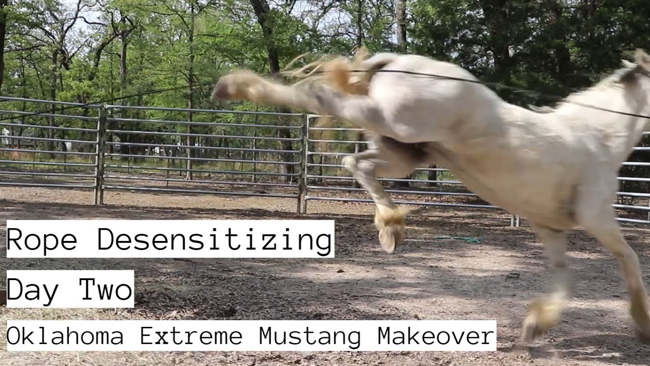 Rope Desensitizing w/a Wild Mustang | Day Two OK EMM