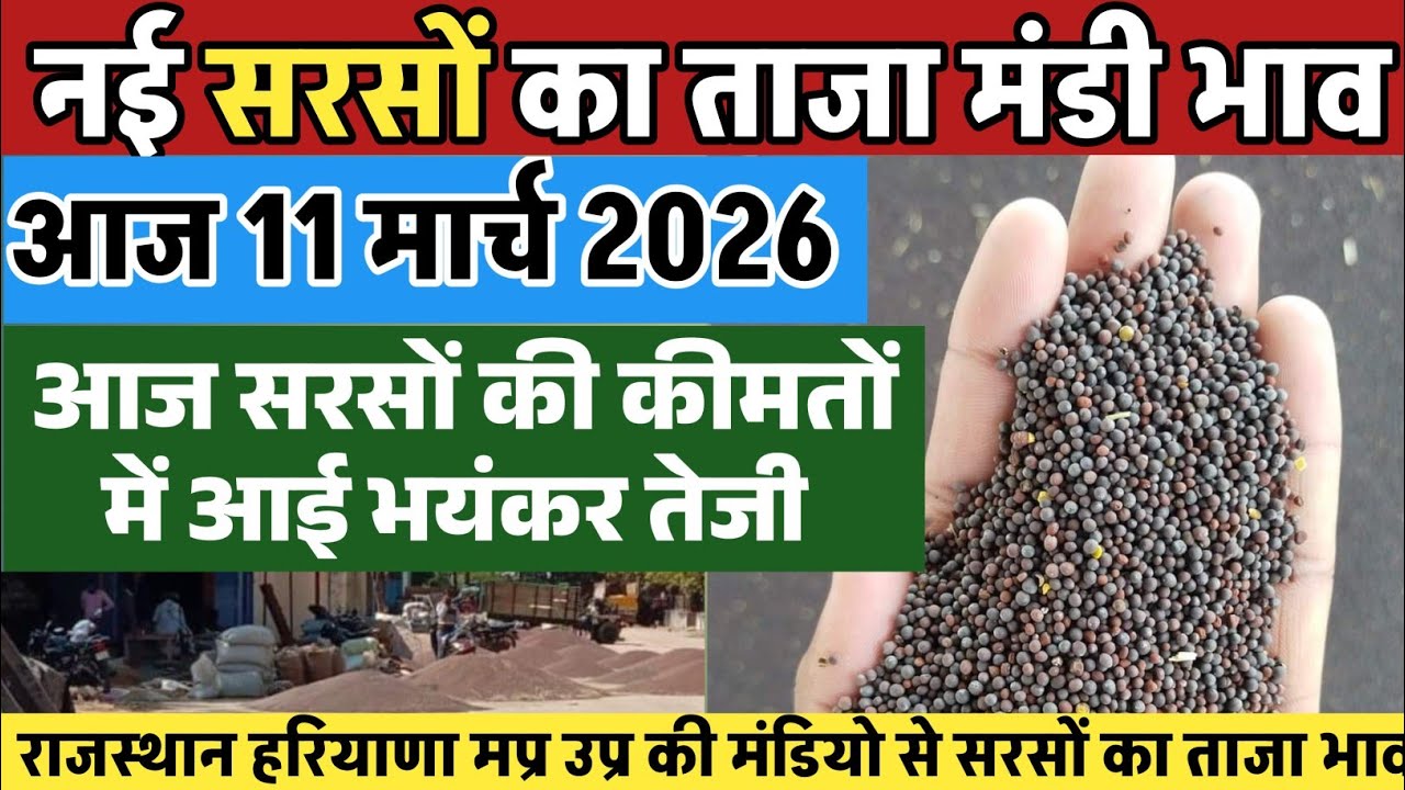 सरसों के भाव| 11 मार्च 2026 आज सरसों की कीमतों में आई भयंकर तेजी| Sarso ka bhav, mustard price today