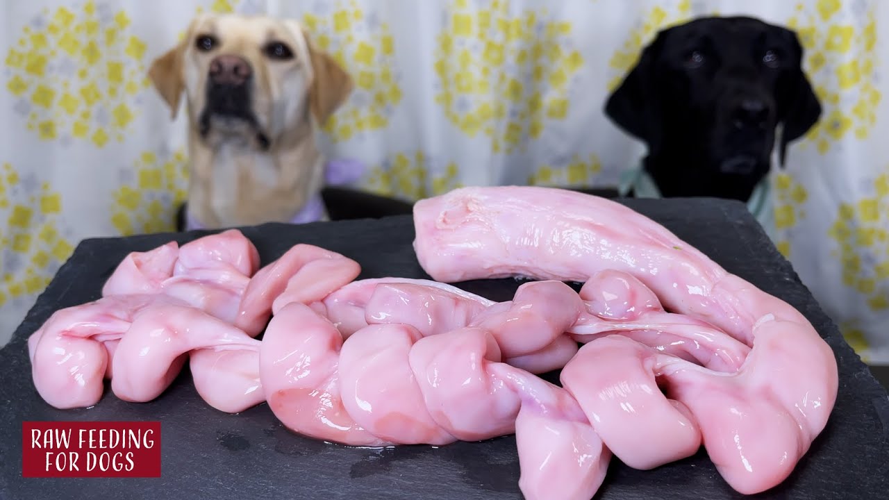 【ASMR】 Собаки едят сырое мясо