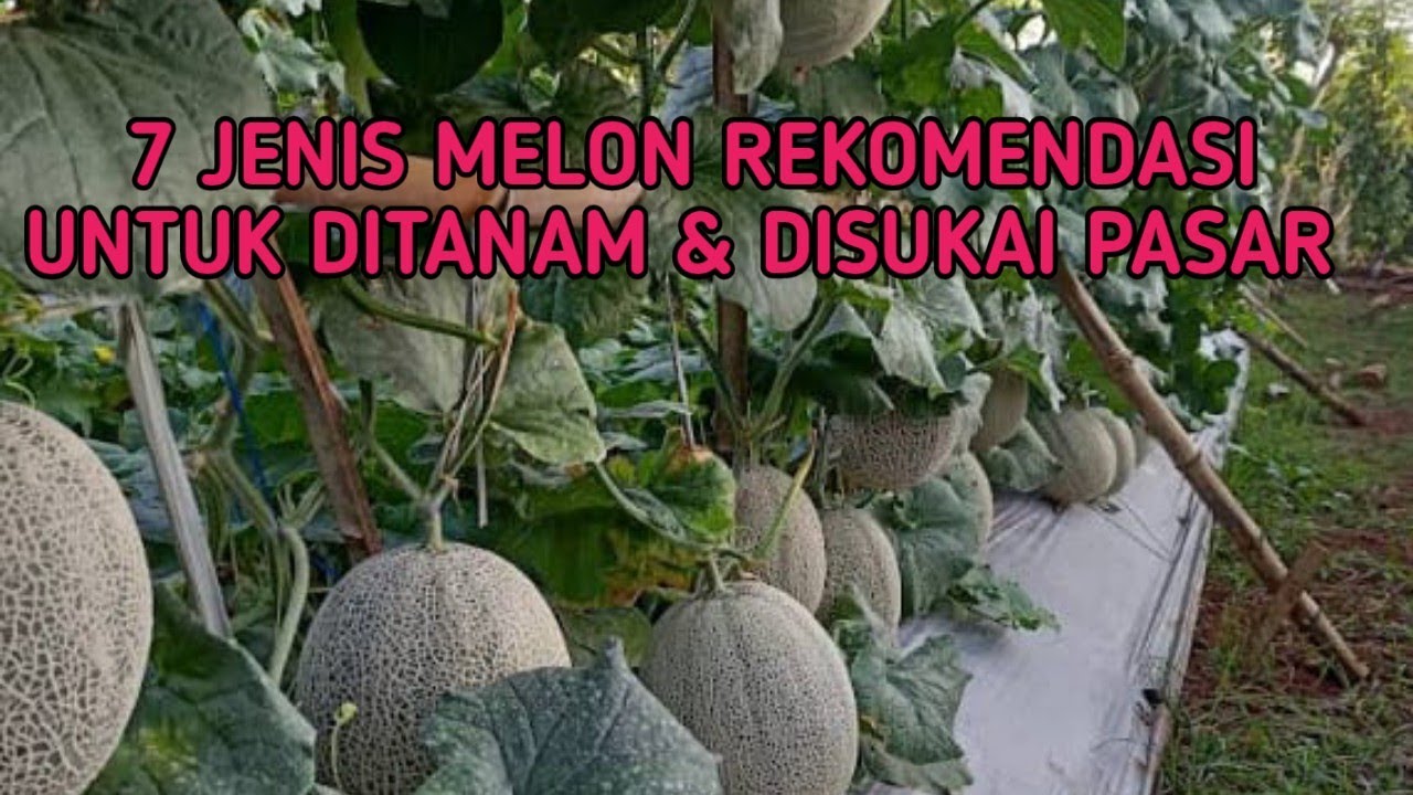 7 MELON YANG PALING DISUKAI PASAR DAN PETANI #melon