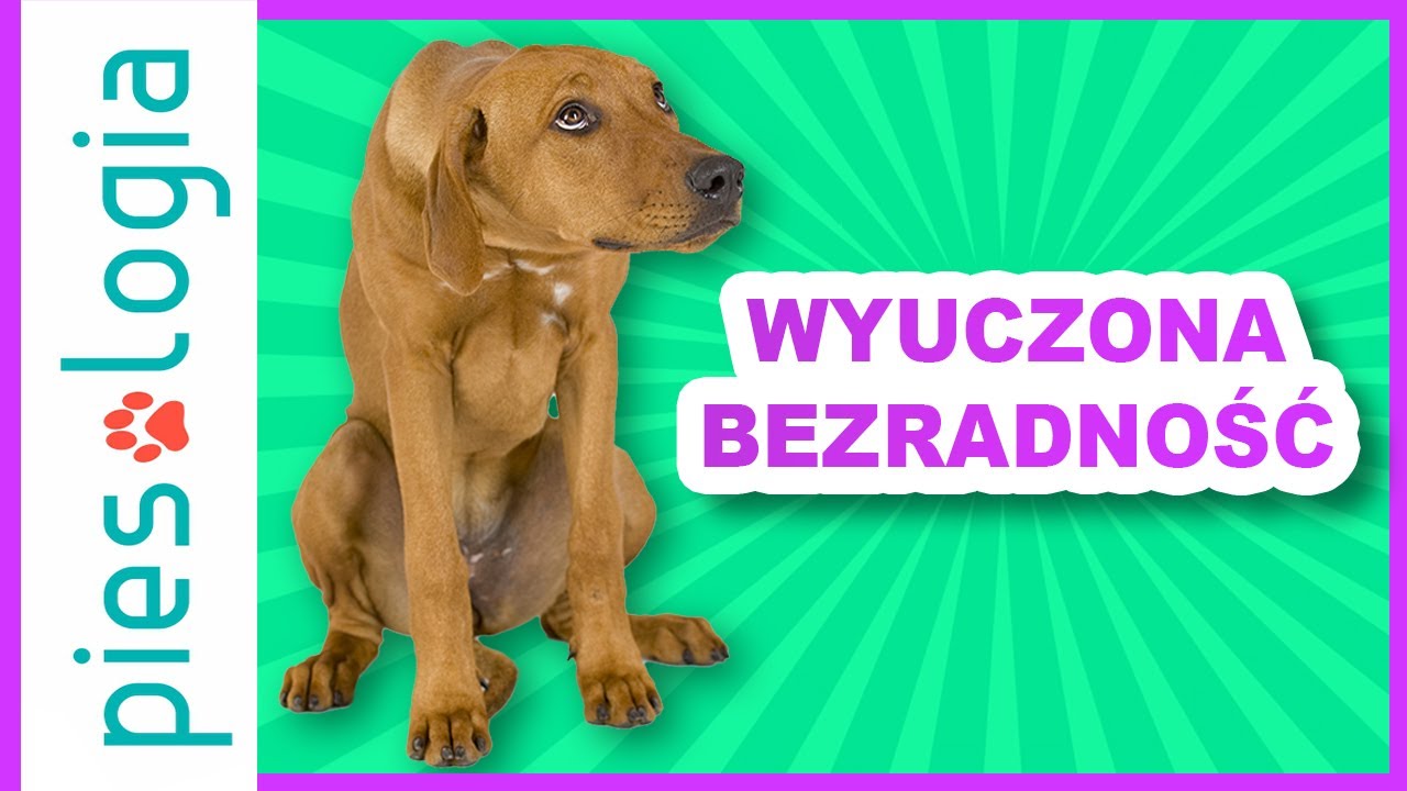Wyuczona bezradność u psa