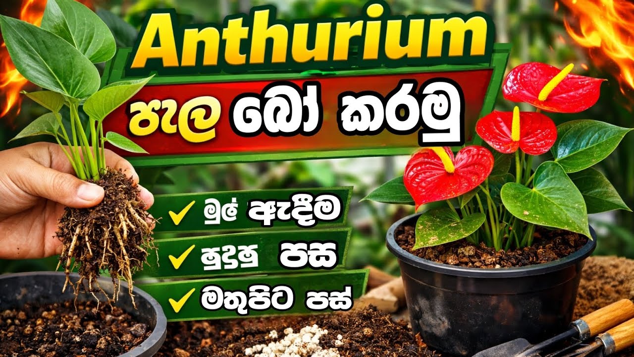 ඇන්තුරියම් පැල වලට ශක්තිමත් මුල් ලබාගන්න සරල ක්‍රමය  / ඇන්තුරියම් පැලයක් නිවැරදිව මුල් අද්දවන ආකාරය 
