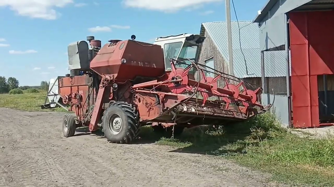 Озимая рожь. 