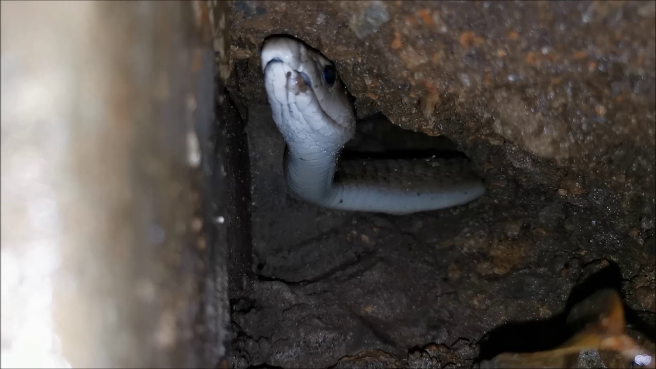 A MAMBA IN A TIGHT SPACE-  A FUN CHALLENGE!