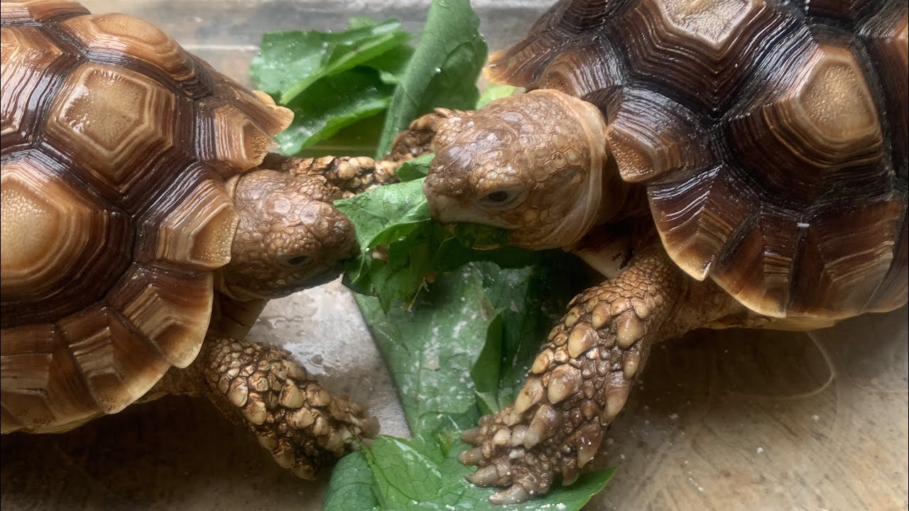 How to take care baby Tortoise