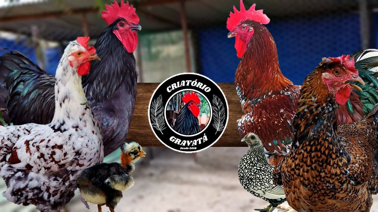 VISITANDO A CRIAÇÃO #50: CRIATÓRIO GRAVATÁ | GALINHAS BALÃO, EMBRAPA 051, GIGANTE NEGRO DE JERSEY