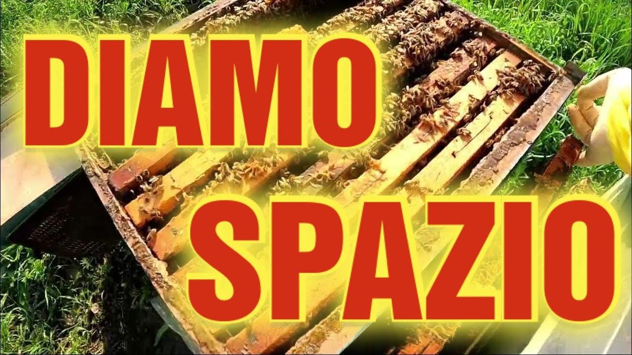 Apicoltura CD: Famiglie forti! Allarghiamo e mettiamo le reti per raccolta propoli!