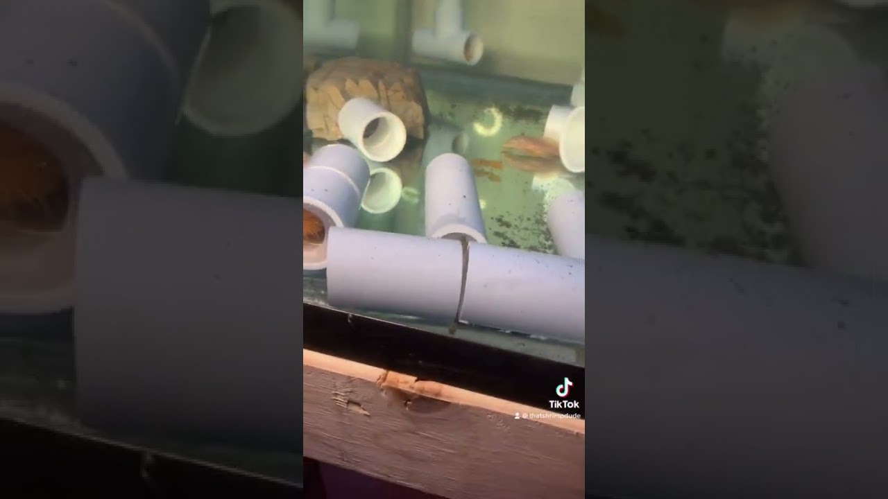 What to do with Pleco eggs