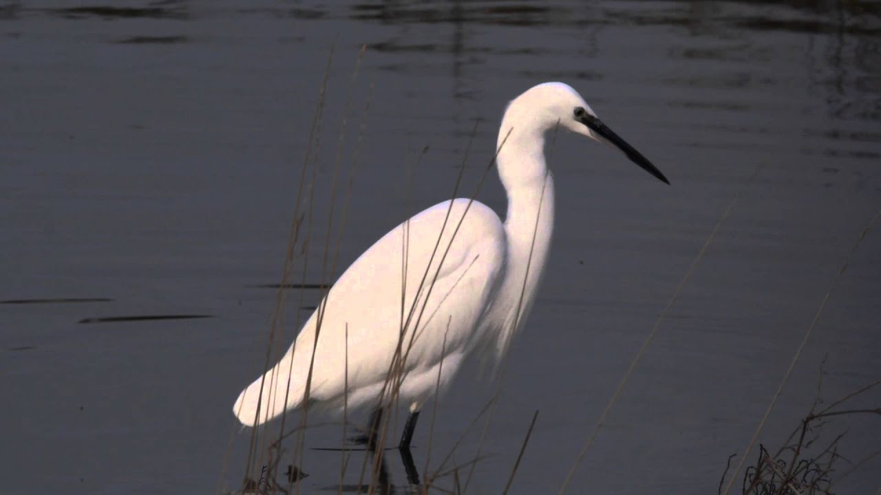 Little Egret Catching Fish