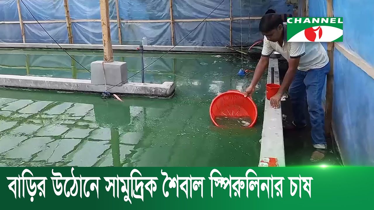 বাড়ির উঠোনে সামুদ্রিক শৈবাল স্পিরুলিনার চাষ হচ্ছে