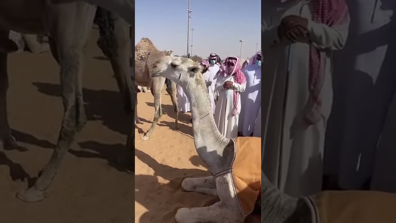 تغطية (١) لساحة البل في مدينة الأنعام  ببريدة يوم السبت ١٣/١٠/١٤٤٣