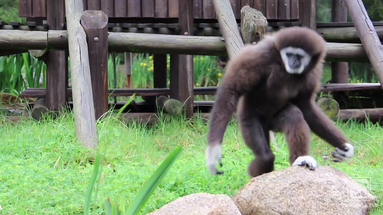 Беседа с смотрителем белоруких гиббонов в зоопарке Таронга Вестерн Плейнс