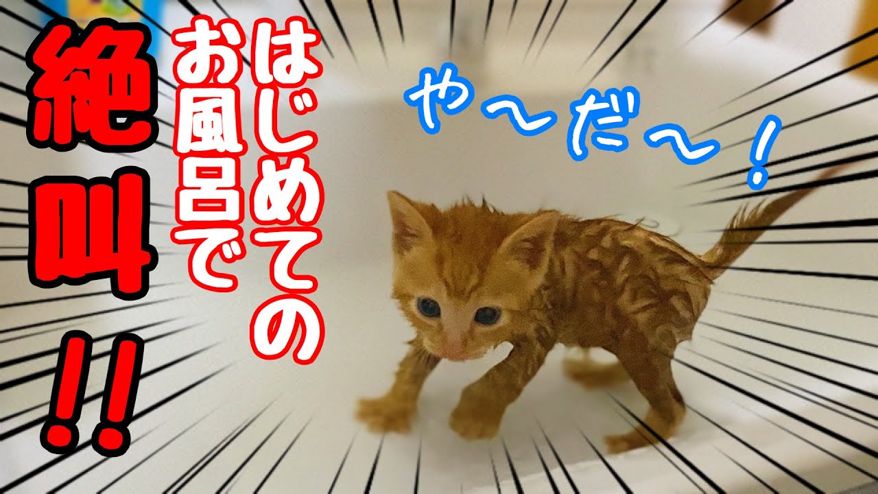 【保護猫】絶叫しちゃう子猫！初めてのお風呂に挑戦！｜A kitten screaming in the bath for the first time!