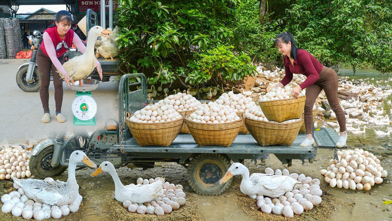 REWIND TIMELAPSE --288 Days Selling Many Ducks After 5 Month of Raising - Harvest Lots Of Ducks Eggs
