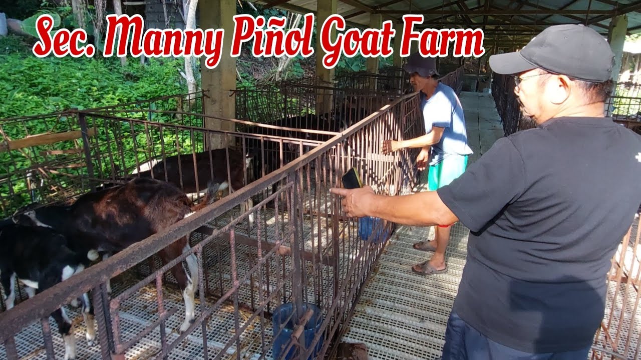 Goat Farm of Sec. Manny Piñol in North Cotabato