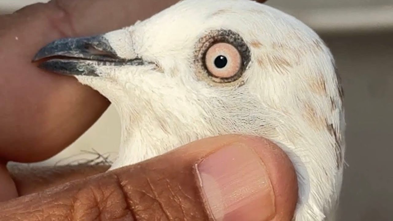 Please subscribe and like my video and share 