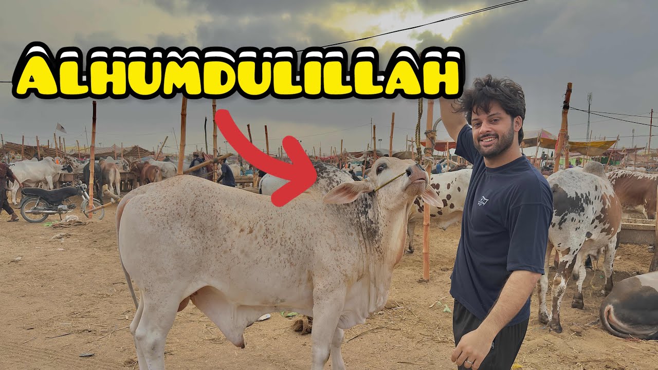 Alhumdulillah qurbani ki cow le li 😍 | big cow | mandi vlog 😍 | itni jaldi sauda ho gya 🤣