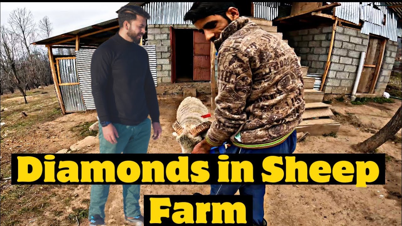 Kashmiri youth sets a successful sheep farm | SHEEP FARM K DIAMONDS | @ovaisreshivlogs