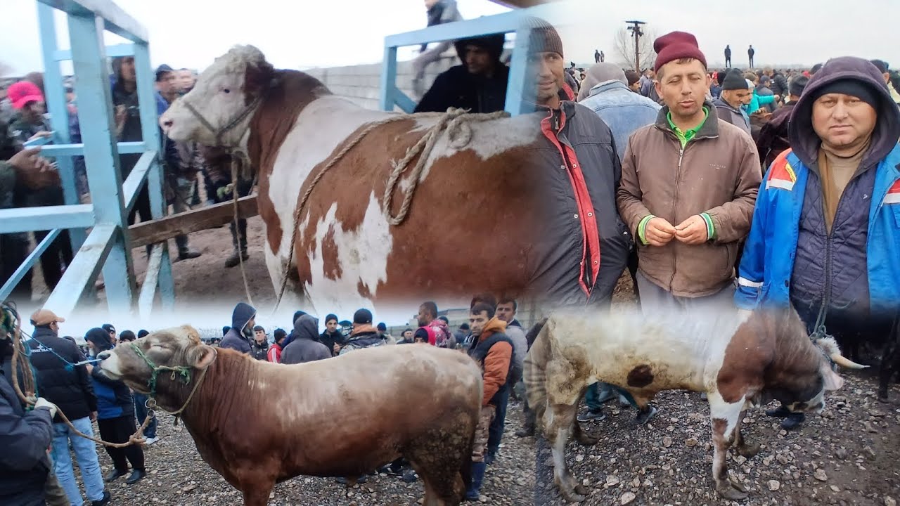 Панҷшанбе бозори н Ёвон савдо хуб шуд 12 март 2026 #ёвон 