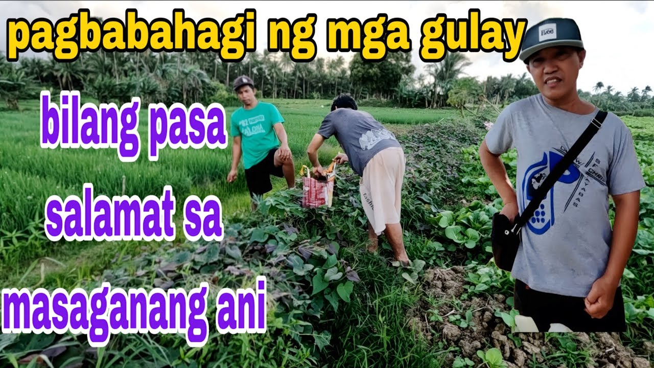 Pagbabahagi ng mga gulay bilang pasa salamat sa masaganang ani