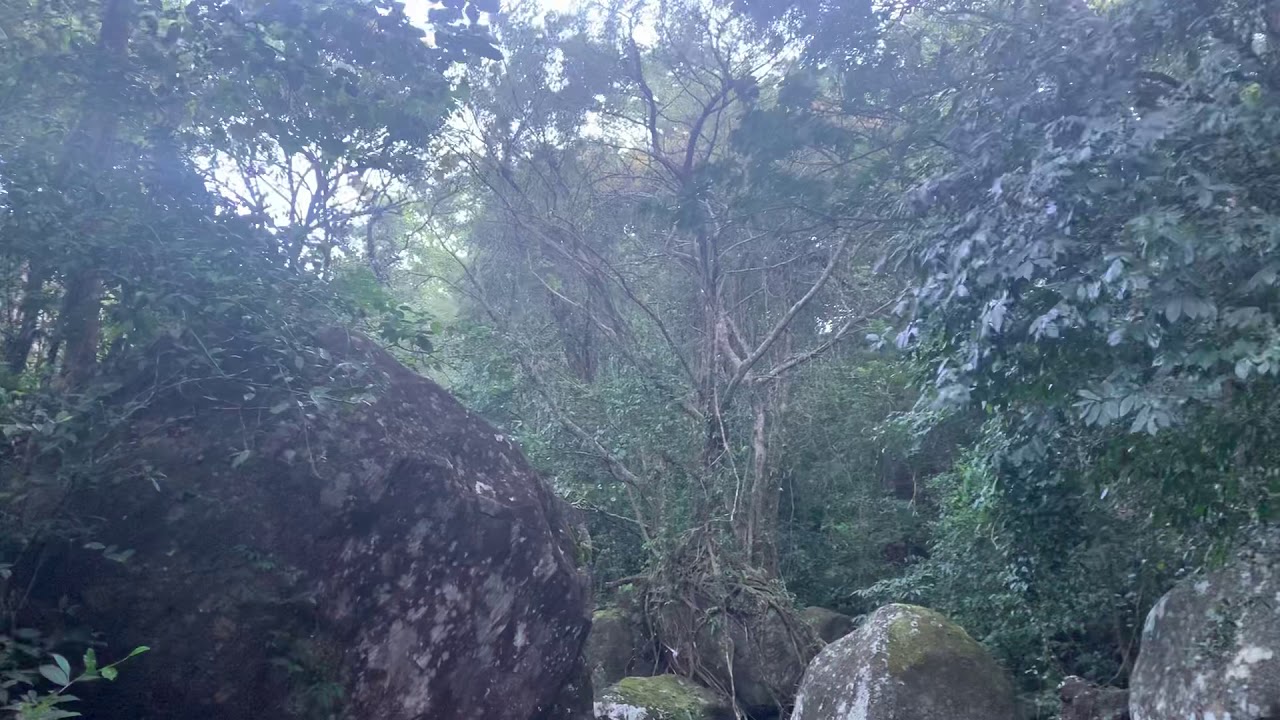 Neyyar River Stream | Agasthyamala Biosphere Reserve