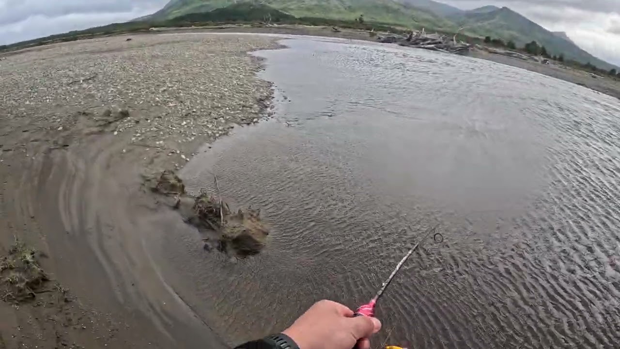 Trucha migratoria (sea run brown), Región de Magallanes 