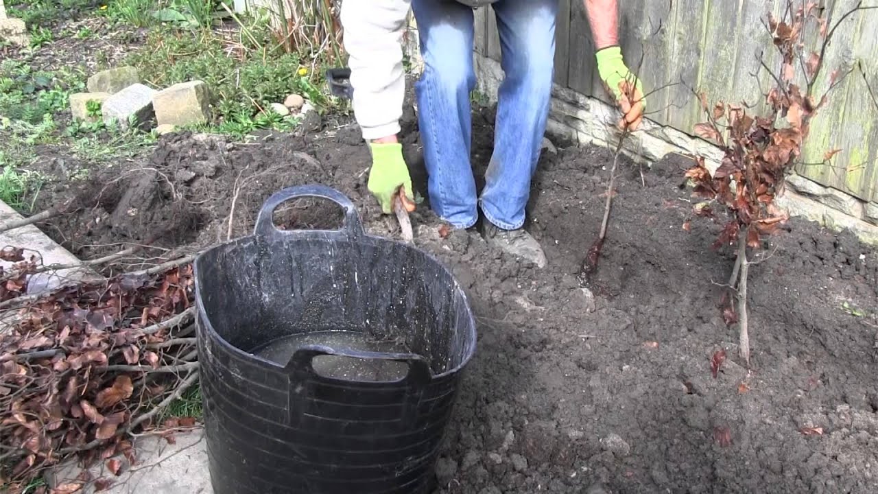 How to plant a bare root hedge | Advice from Best4hedging