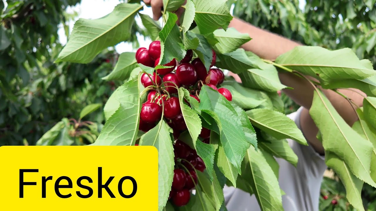 Fresko Gilas Növü Maksima 14 üzərində