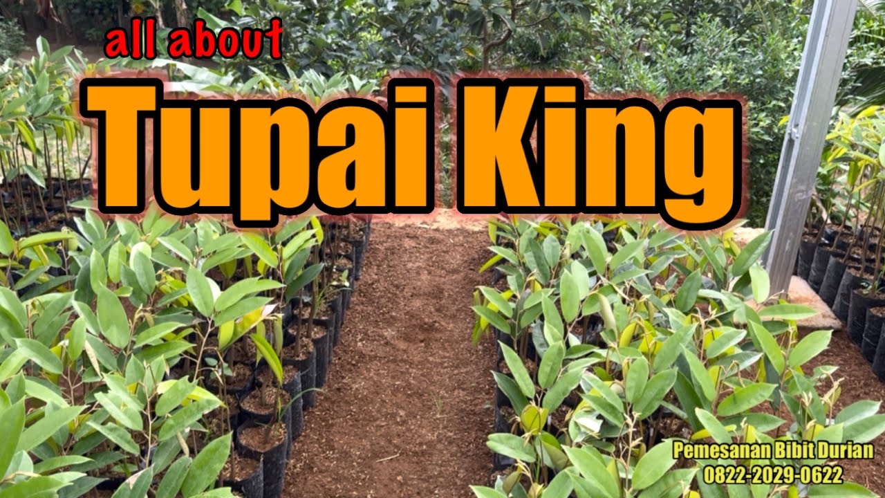 Bibit Durian Tupai King Valid Sudah Ready Di Republik Bibit