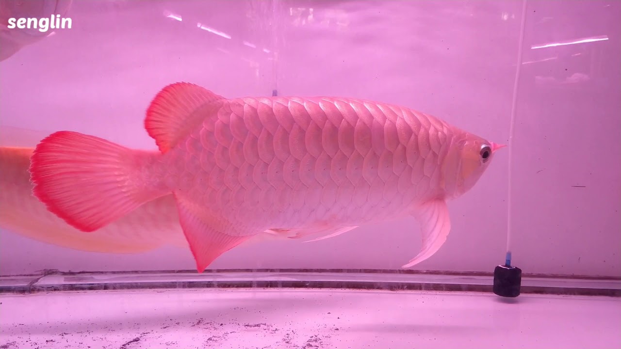 arowana fish 1500$