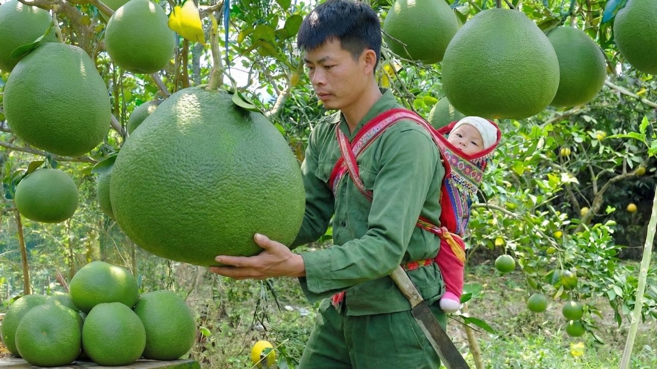 Harvest Many Giant Da Xanh Pomelos And Sell Them To Earn Money To Make A Living