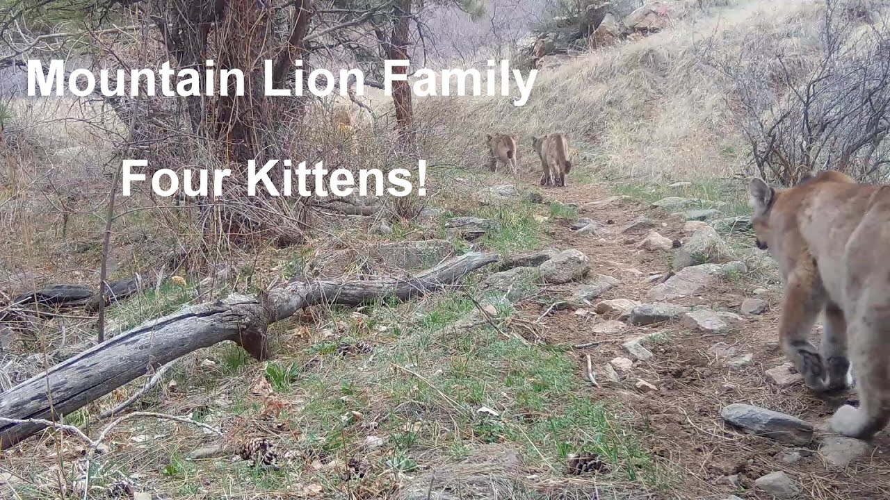 Four Mountain Lion Kittens