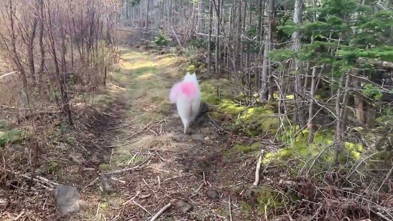 Walk with me through the forest (Relaxation/ASMR - No talking)