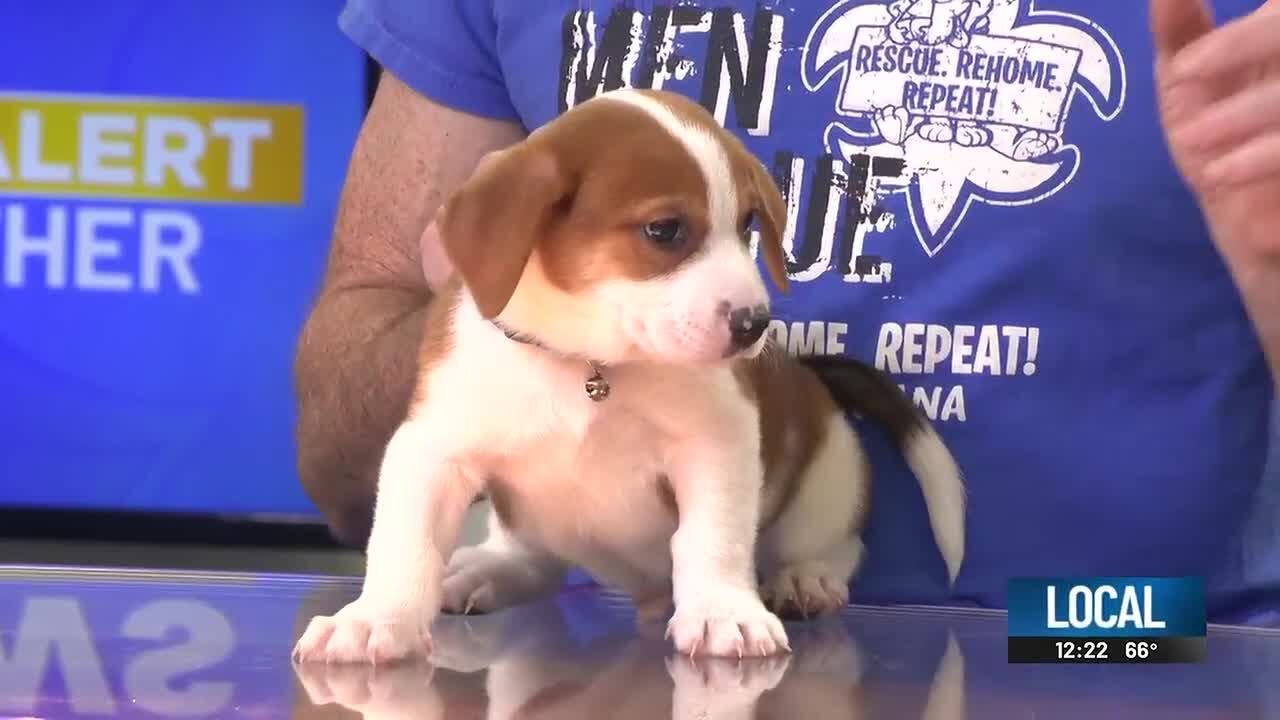 Pet adoption event happening Saturday at Rescue, Rehome, Repeat