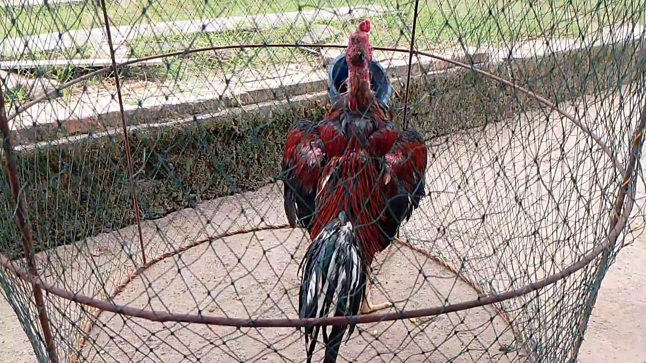 AYAM BANGKOK AYAM BERKUALITAS
