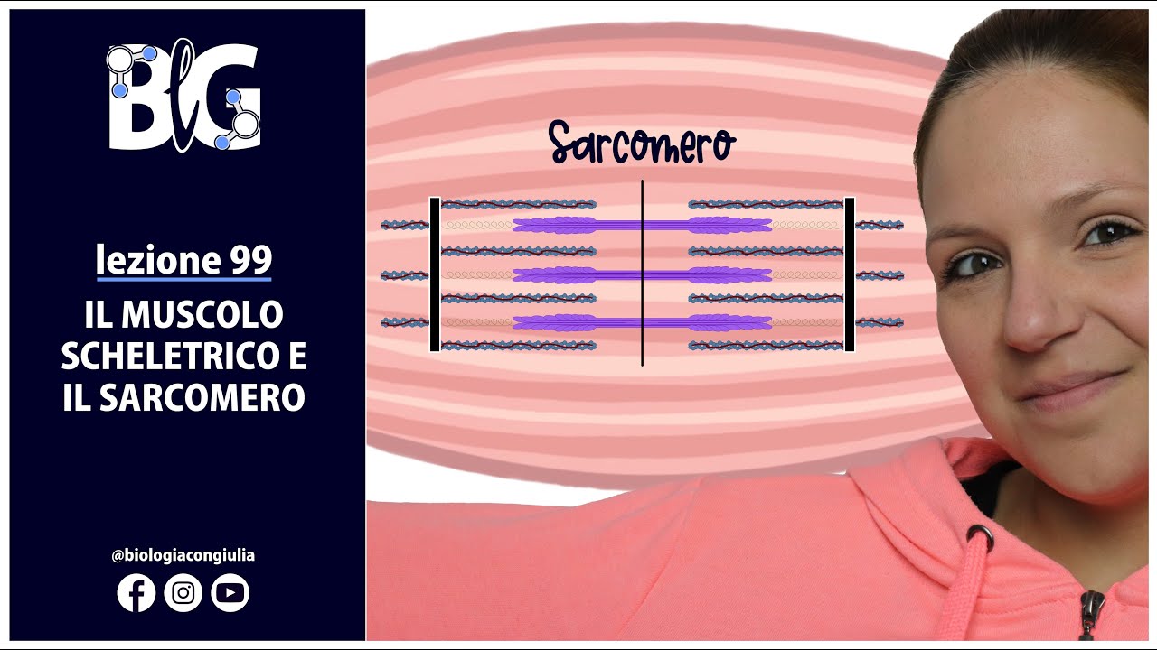 Il MUSCOLO SCHELETRICO e il SARCOMERO