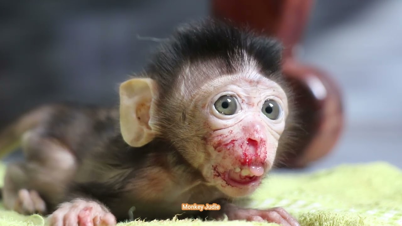 Sadness poor baby monkey Ting Ting crying loudly hurt his mouth