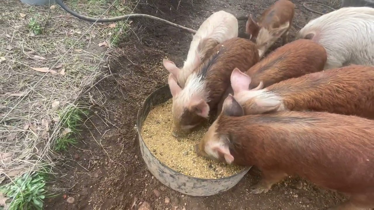 Feeding pigs SHRIMP STEW!