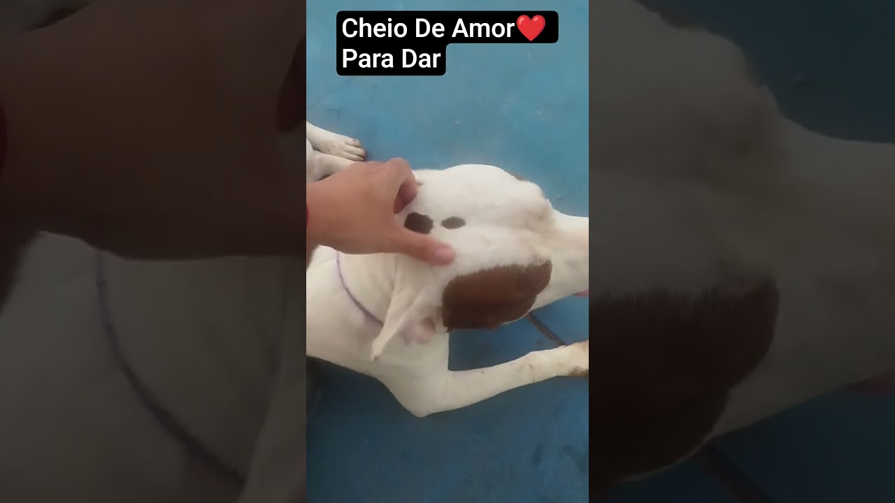 🐶Os Bons Pagam Pelos Mals#4patas #viral #reels #shorts #pitbull #pitmonster #dog #amor #bebes #fyp