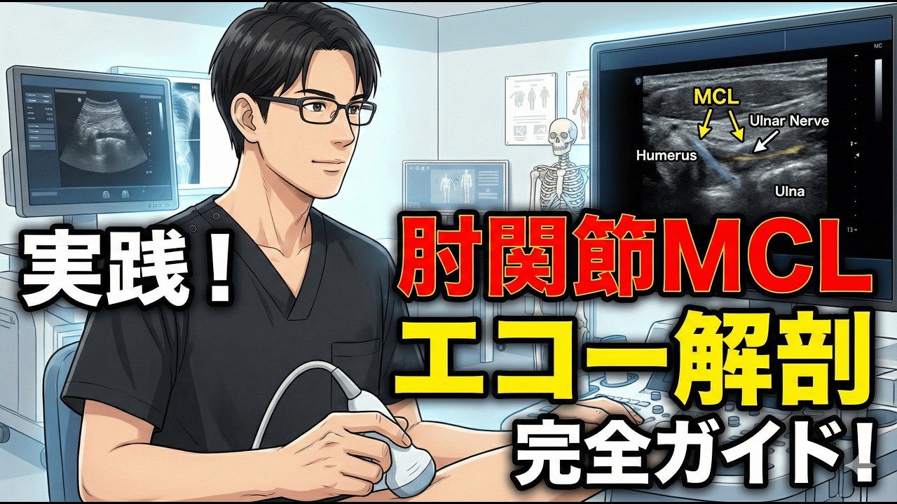 実践！肘関節内側側副靱帯(MCL)のエコー解剖