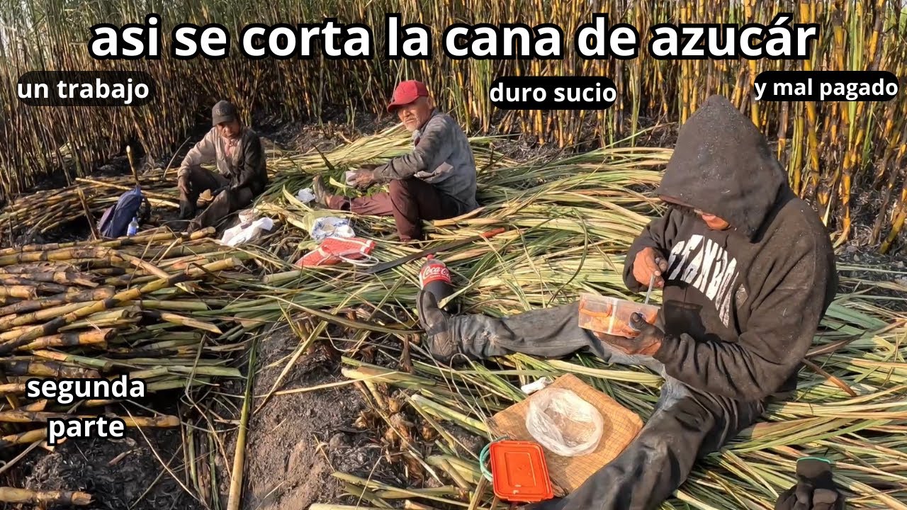 asi se corta la cana de azucar  un trabajo sucio peligroso y mal pagado, temporada 2025/2026