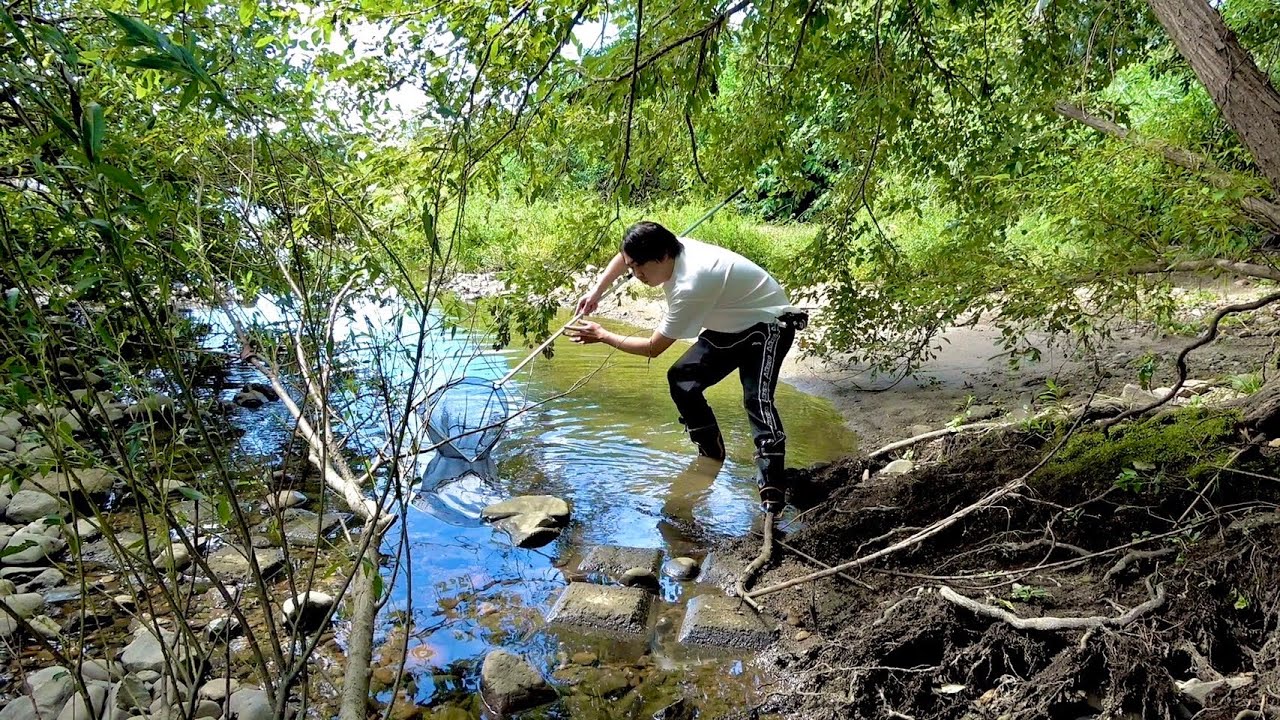 街中の川をガサガサをしたら、謎の魚がとれました！