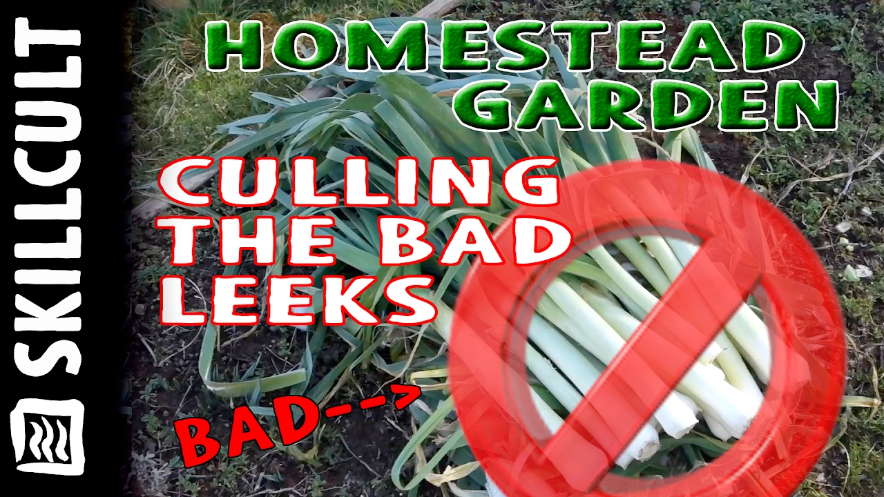 The Giant Leek Project #4 Seed Saving, Culling Bad Leeks