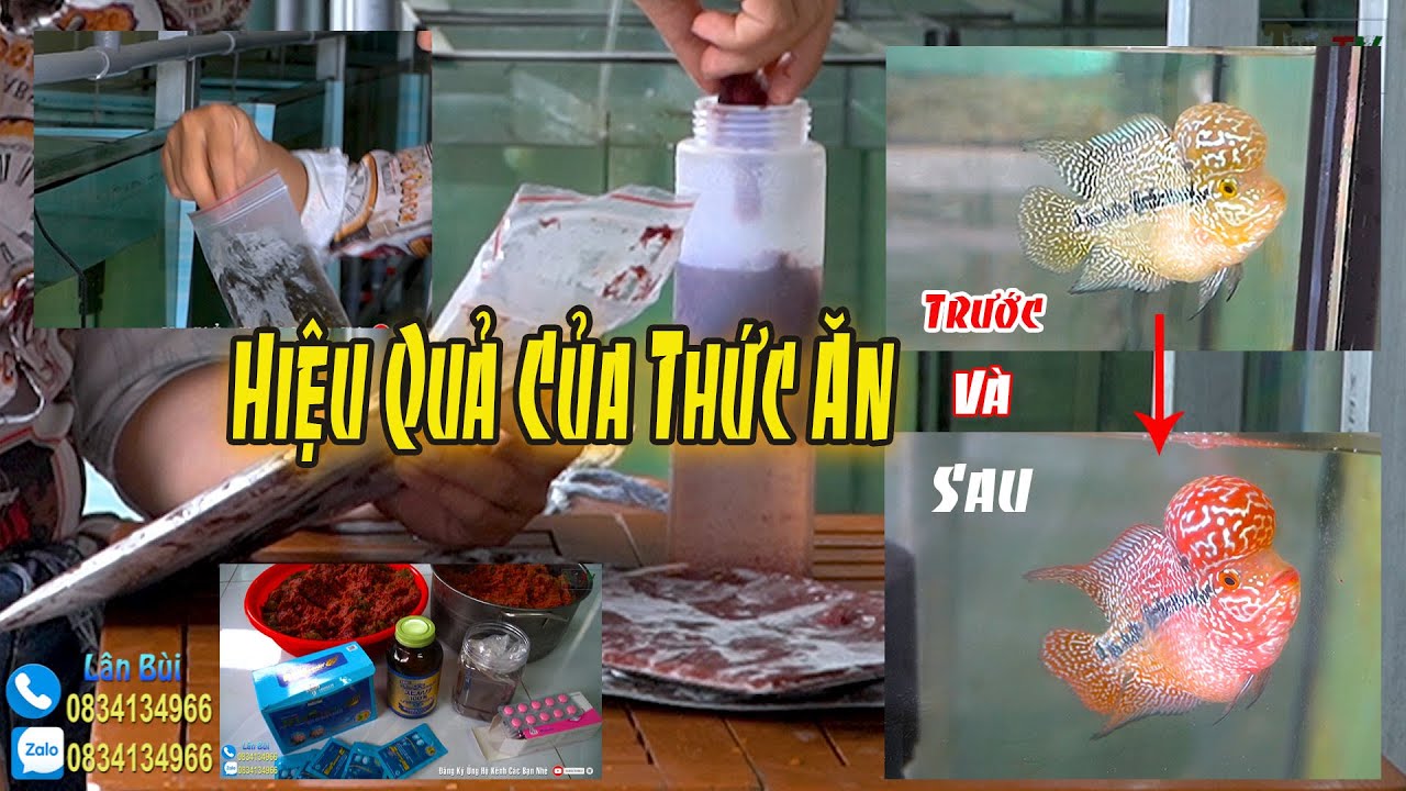 Thức Ăn Hàng Ngày Của Cá La Hán : Cơ Sở Cá La Hán Lân Bùi.