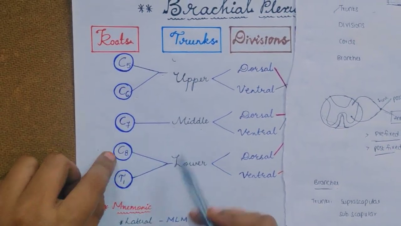 Brachial plexus- Roots; Trunks ,cords, Divisions, Branches#Anatomy#MBBS videos #videos#medicos