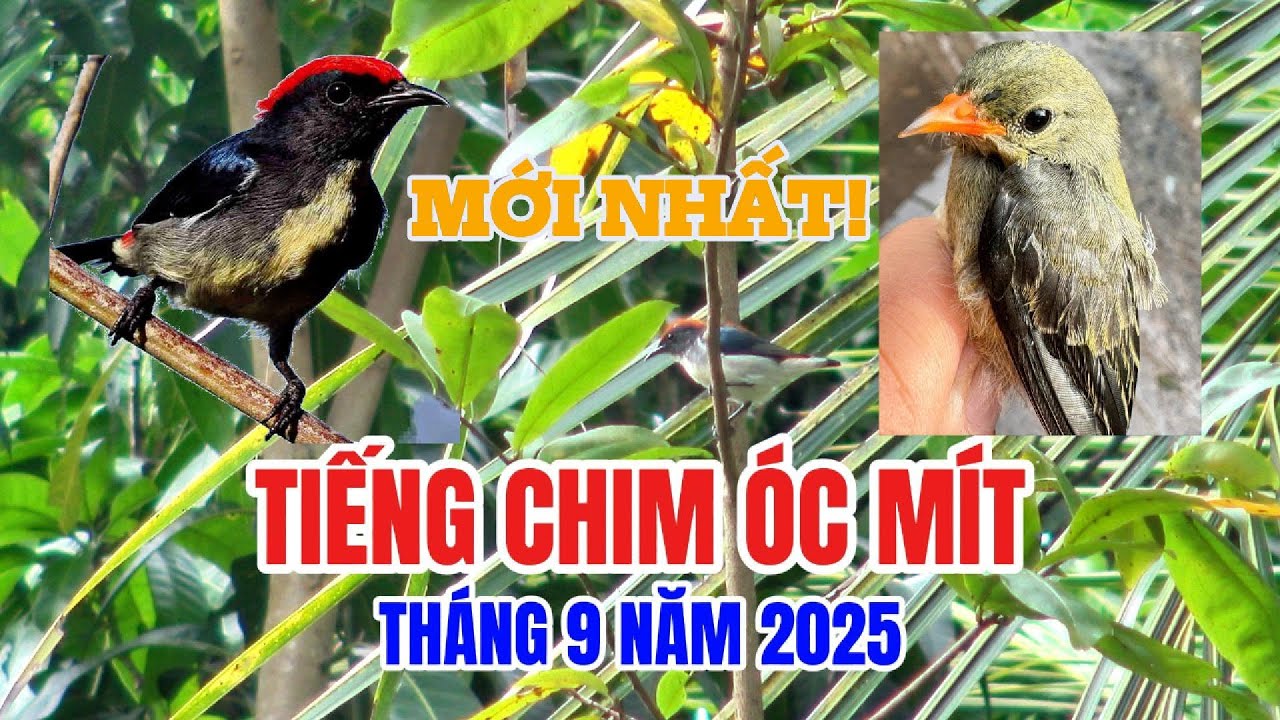 Tập Gác Cu | Tiếng Chim Óc Mít Gọi Bổi Về Cực Nhanh Mới Nhất Tháng 9 Năm 2025